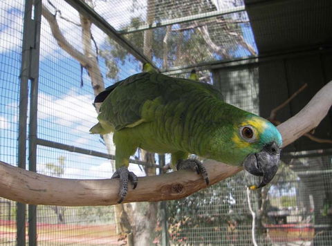 Darling Downs Zoo - Accommodation BNB 1