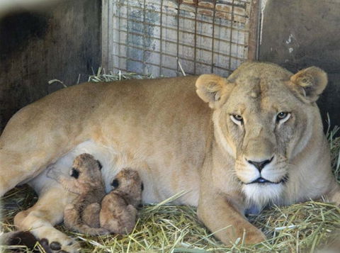 Darling Downs Zoo - Accommodation BNB 2