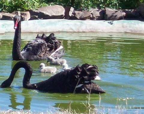 Darling Downs Zoo - Accommodation BNB 3