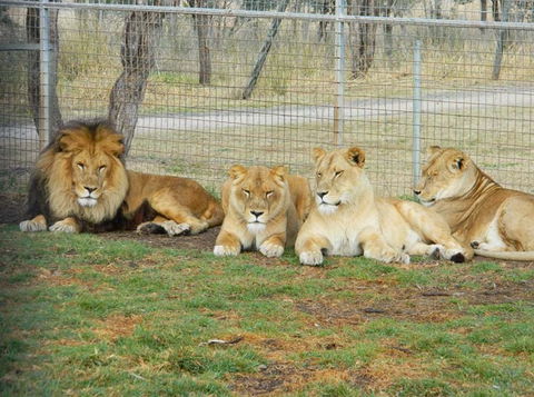 Darling Downs Zoo - Accommodation BNB 4