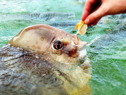 Aquascene Fish Feeding Sanctuary - Accommodation BNB 1