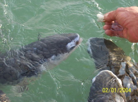 Aquascene Fish Feeding Sanctuary - Accommodation BNB 2