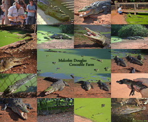 The Malcolm Douglas Crocodile Park - Accommodation BNB 0