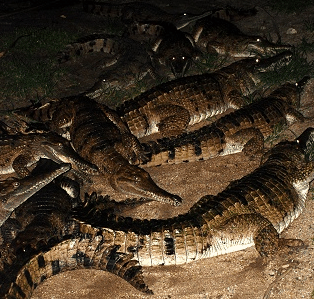 Cairns Night Zoo - Accommodation BNB 3