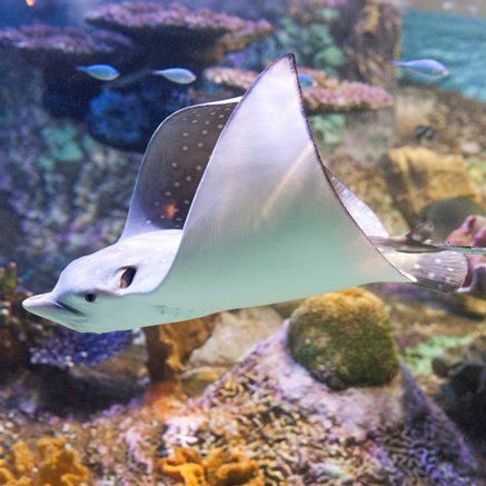 Melbourne Aquarium - Accommodation BNB 4