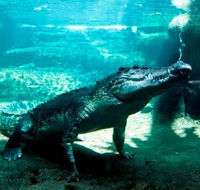 WILD LIFE Sydney Zoo - Accommodation BNB