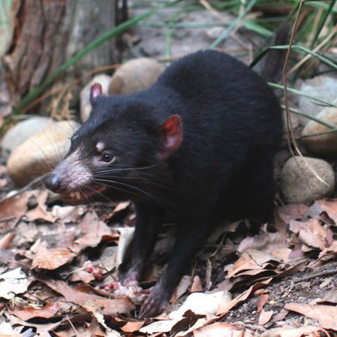 WILD LIFE Sydney Zoo - Accommodation BNB 5
