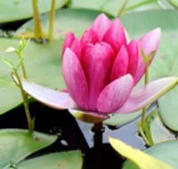 The Lotus Day Spa and Retreat - Accommodation BNB