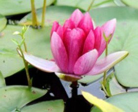 The Lotus Day Spa And Retreat - Accommodation BNB 0