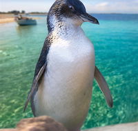 Penguin Island - Accommodation BNB
