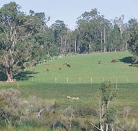 Scenic Drives - Bunbury Collie Donnybrook - Accommodation BNB