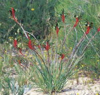 Kalbarri Wildflower Centre - Accommodation BNB