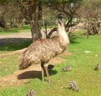 Minlaton Fauna Park - Accommodation BNB