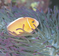 Rowley Shoals - Accommodation BNB