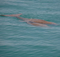 Dugongs - Accommodation BNB