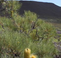 Lesueur Walk Trail Mount Lesueur - Accommodation BNB