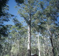 Diamond Tree Lookout Manjimup - Accommodation BNB