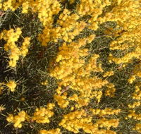 Dalwallinu Remnant Bushland - Accommodation BNB
