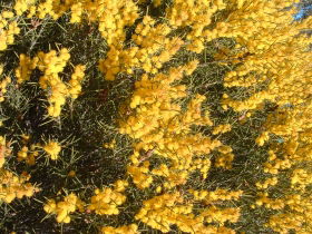 Dalwallinu Remnant Bushland - Accommodation BNB 0