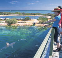 Shark Bay Marine Park - Accommodation BNB