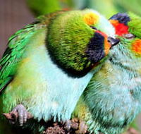 Rainbow Jungle - The Australian Parrot Breeding Centre - Accommodation BNB