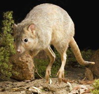 Kanyana Wildlife - Accommodation BNB