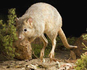 Kanyana Wildlife - Accommodation BNB 0