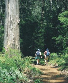 Gloucester Tree - Accommodation BNB 0