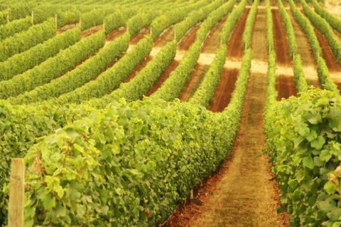 Happs Wines - Accommodation BNB 0