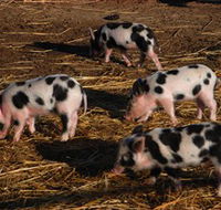 Will's Rare Breeds Farm - Accommodation BNB