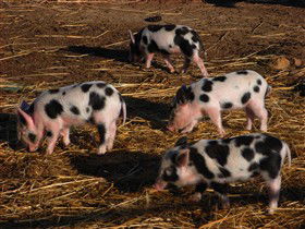 Will's Rare Breeds Farm - Accommodation BNB 0