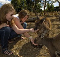 Kangaroo Island Wildlife Park - Accommodation BNB