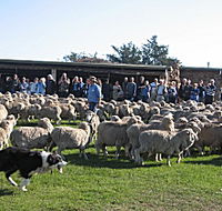 Curringa Farm - Accommodation and Farm Tours - Accommodation BNB