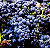 Laurel Bank Vineyard - Accommodation BNB