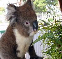 Glen-Forest Tourist Park - Accommodation BNB