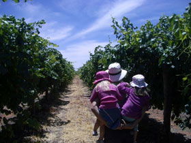 McLaren Vale Orchards - Accommodation BNB 0