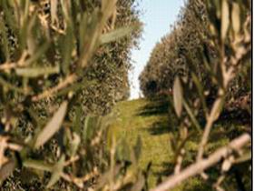 Evilo Estate - Accommodation BNB 0
