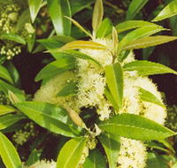 Tumbeela Native Bushfoods - Accommodation BNB