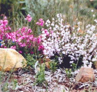 Stokes Bay Bush Garden - Accommodation BNB