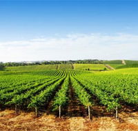 Aldinga Bay Winery - Accommodation BNB