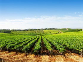 Aldinga Bay Winery - Accommodation BNB 0