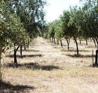 Talinga Grove Olive Oils - Accommodation BNB