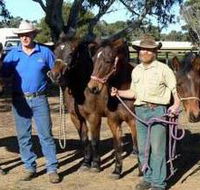 Coffin Bay Brumby Preservation Society Incorporated - Accommodation BNB