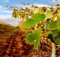 Mirabella Vineyards - Accommodation BNB