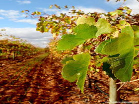 Mirabella Vineyards - Accommodation BNB 0