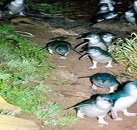 Penneshaw Penguin Centre - Accommodation BNB