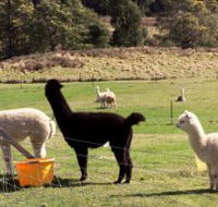 Maydena Country Cabins Accommodation  Alpaca Stud - Accommodation BNB