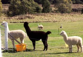 Maydena Country Cabins Accommodation & Alpaca Stud - Accommodation BNB 0