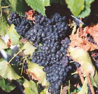 Darlington Vineyard - Accommodation BNB