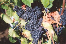 Darlington Vineyard - Accommodation BNB 0